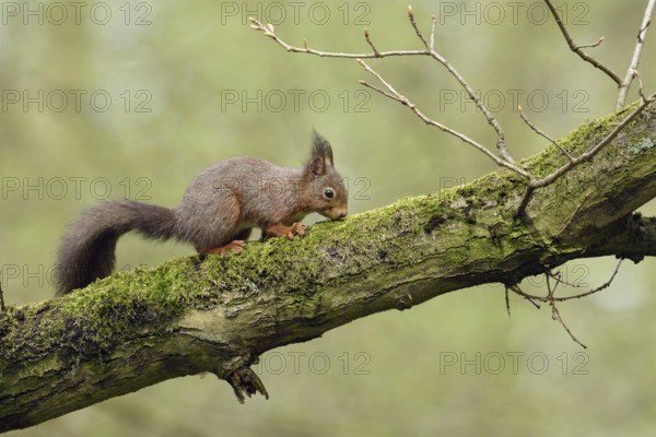High up in the tree... Squirrel (Sciurus vulgaris) foraging in an old oak tree, in typical surroundings, side view, very natural picture, native nature, Meerbusch, Rhineland, North Rhine-Westphalia, Germany, Western Europe