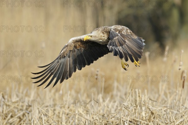 Flying into the reeds... White-tailed eagle (Haliaeetus albicilla) in flight, mighty adult eagle, adult bird, largest native bird of prey in its typical habitat, flying over a water surrounded by reeds, native nature, Mecklenburg-Western Pomerania, Germany, Western Europe