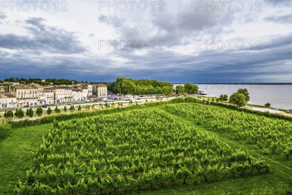 Grape field in Blaye, Blaye, Gironde Estuary, France
