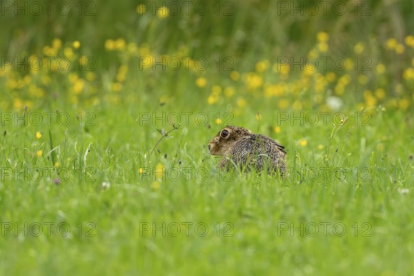 European hare (Lepus europaeus), Vulkaneifel, Rhineland-Palatinate, Germany