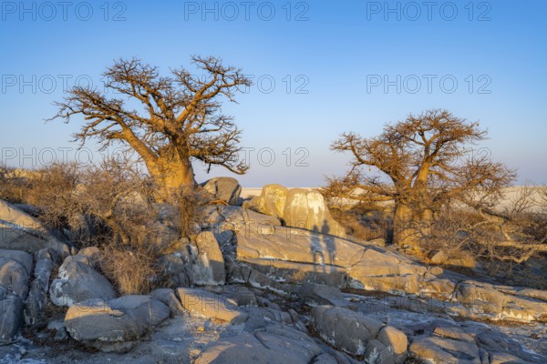 African baobab (Adansonia digitata), two trees between round rocks in the evening light, Kubu Island (Lekubu), Sowa Pan, Makgadikgadi Salt Pans, Botswana