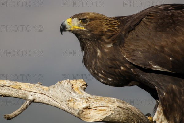 Golden Eagle (Aquila chrysaetos) immature, first winter plumage portrait, Castile and Leon, Spain
