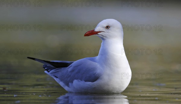 Silver Gull (Chroicocephalus novaehollandiae), New South Wales, Australia