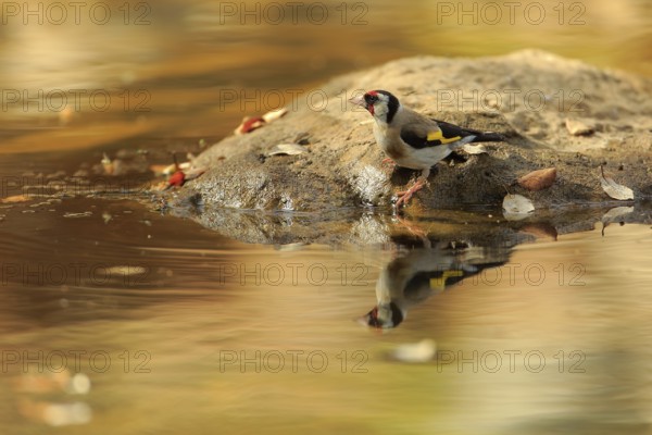 European Goldfinch (Carduelis carduelis) at waterhole, Andalusia, Spain