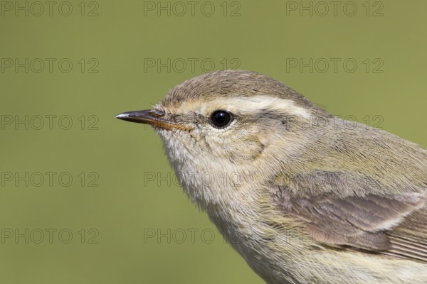 Humes Leaf Warbler - Tienschan-Laubsänger - Phyllsocopus humei ssp. humei, Kyrgyzstan