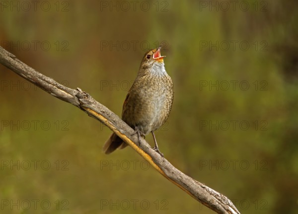 Eastern Bristlebird (Dasyornis brachypterus) singing, New South Wales, Australia