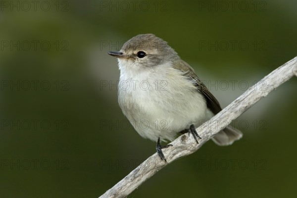 Lemon-bellied Flyrobin (Microeca flavigaster tormenti), Western Australia, Australia