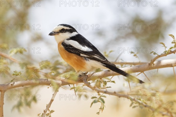Maskenwürger, Masked Shrike, Lanius nubicus, Pie-grièche masquée, Alcaudón Núbico