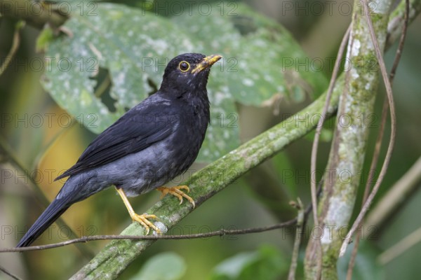 Yellow-legged Thrush (Turdus flavipes) perched on a branch in the Atlantic rainforest of southeast Brazil