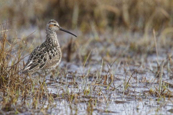 Stilt Sandpiper (Calidris himantopus) on the tundra near Churchill, Manitoba, Canada