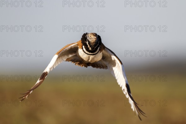 Little Bustard (Tetrax tetrax) male flying, Castile-La Mancha, Spain