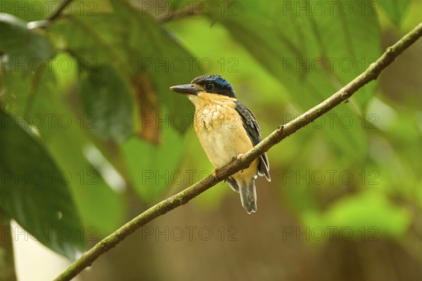 Buff-breasted Paradise Kingfisher (Tanysiptera sylvia) juvenile, Queensland, Australia