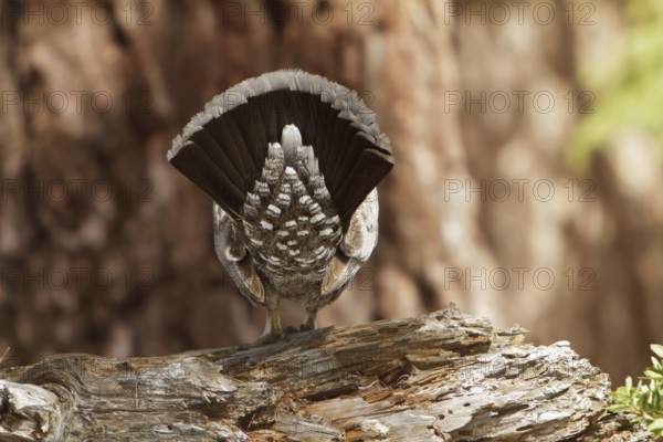 Sooty Grouse (Dendragapus fuliginosus) male, California, USA