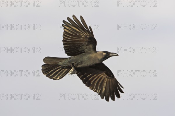 House Crow (Corvus splendens) flying, Oman