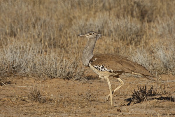 Kori Bustard (Ardeotis kori), Northern Cape, South Africa