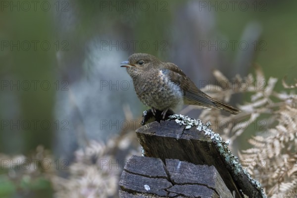Fan-tailed Cuckoo (Cacomantis flabelliformis) juvenile, Victoria, Australia