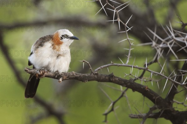 Bare-cheeked Babbler (Turdoides gymnogenys), Namibia