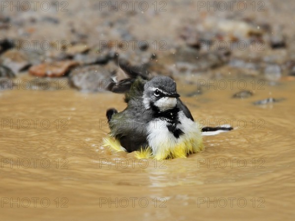 Madagascan Wagtail (Motacilla flaviventris) bathing, Analamazoatra, Madagascar