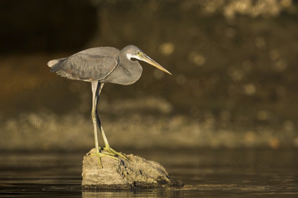 Western Reef Heron (Egretta gularis), Oman