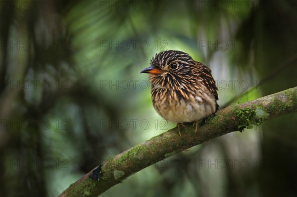 White-chested puffbird, Malacoptila fusca, bird in the nature forest habitat, Sumaco, Ecuador. Fire-eye sitting on the branch in tropic mountain forest, wildlife Ecuador