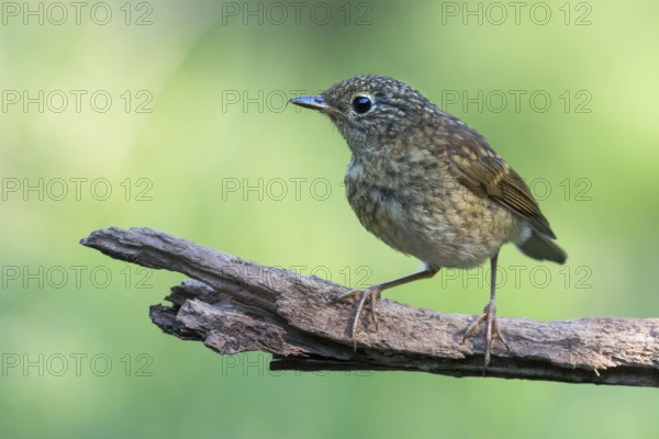 European Robin (Erithacus rubecula) juvenile, Lower Saxony, Germany