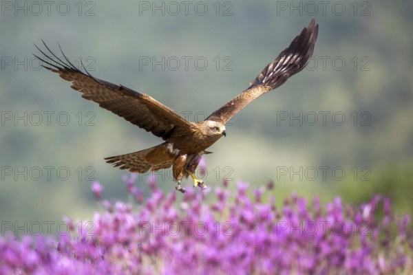 Black Kite (Milvus migrans) flying, Madrid, Spain