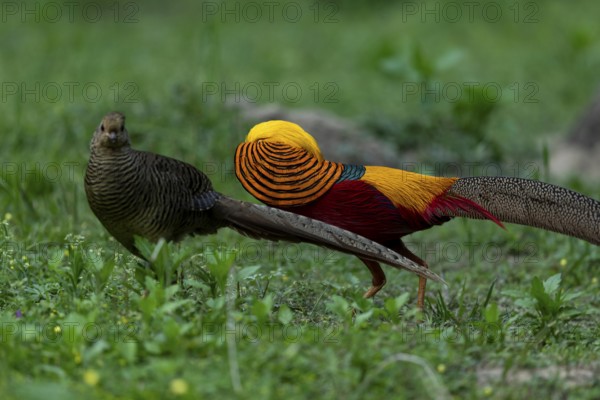 Golden Pheasant (Chrysolophus pictus) pair perched on the ground, Shanxi, China