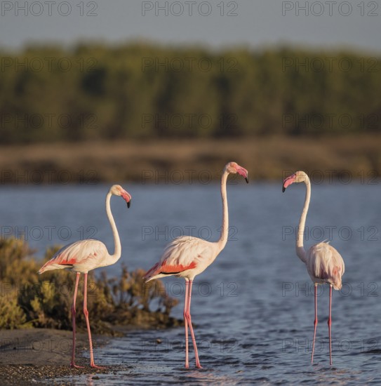 Greater Flamingo (Phoenicopterus roseus), Sardinia, Italy
