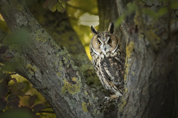 Long-eared Owl (Asio otus) captive, Germany