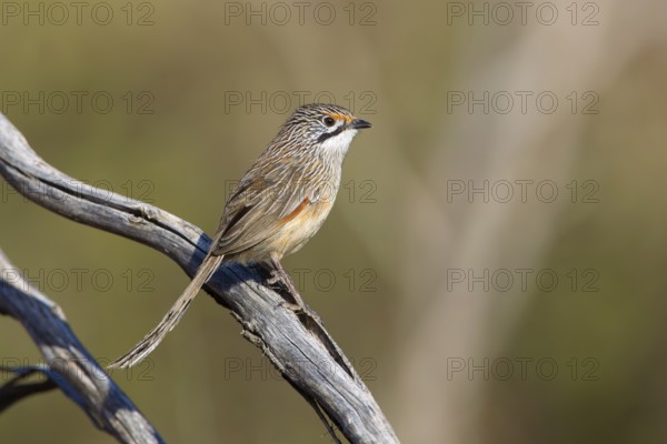 Striated Grasswren (Amytornis striatus striatus) perched on a branch, Victoria, Australia
