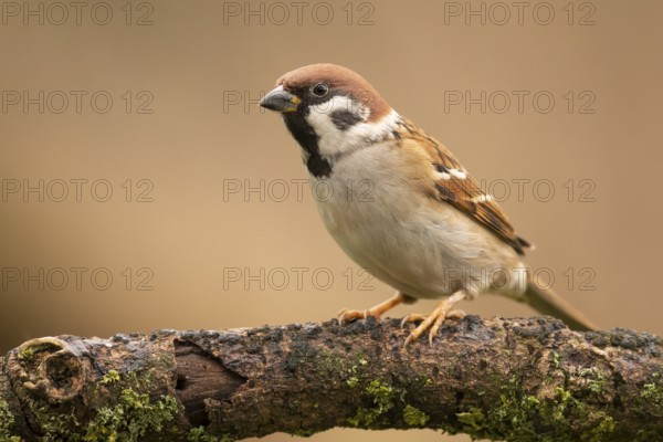 Eurasian Tree Sparrow (Passer montanus) perched on a branch, Lower Saxony, Germany