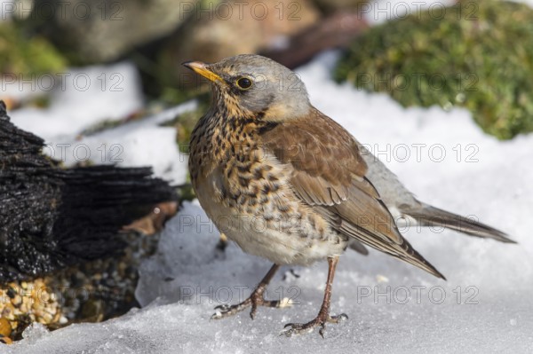 Fieldfare (Turdus pilaris) on snow, Mecklenburg-Western Pomerania, Germany