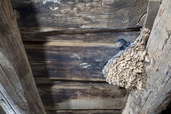 Barn Swallow (Hirundo rustica) in nest in a barn, Extremadura, Spain