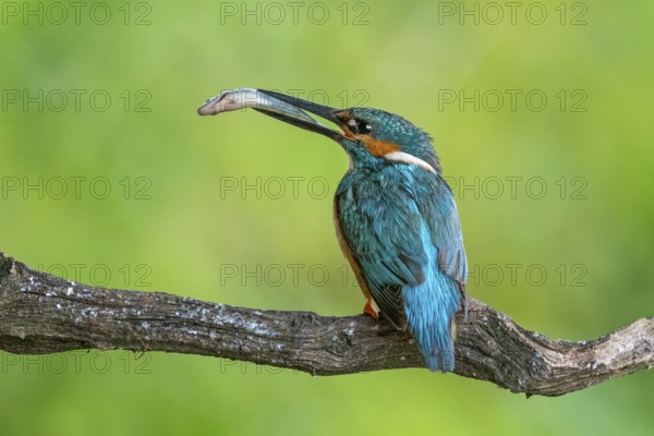 Common Kingfisher (Alcedo atthis) male perched on a branch with fish in its beak, Saxony-Anhalt, Germany