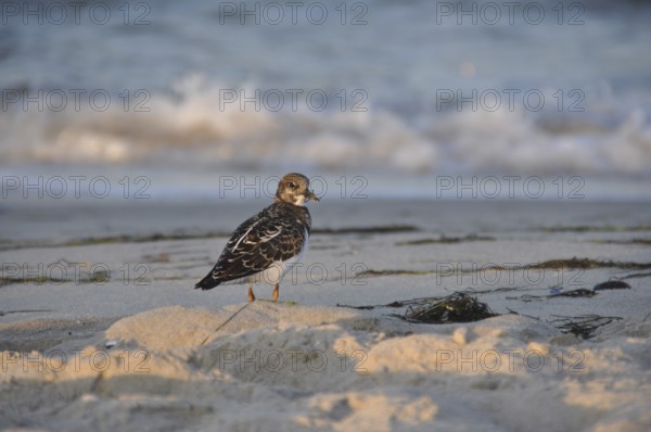 Ruddy Turnstone (Arenaria interpres), Schleswig-Holstein, Germany