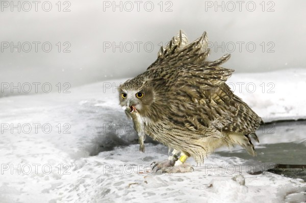 Blakiston's fish owl, catch fish in bill, largest living species of owl, fish owl, eagle owl. Bird hunting in cold water. Wildlife scene, winter Hokkaido, Japan. River bird with open wings. Night bird
