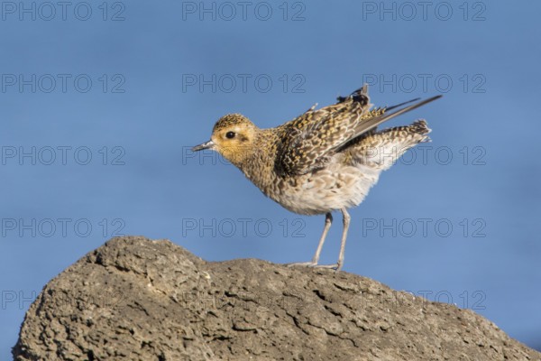 Pacific Golden Plover (Pluvialis fulva), Victoria, Australia