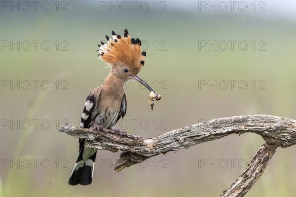 Eurasian Hoopoe (Upupa epops) with food in beak, Subotica, Serbia