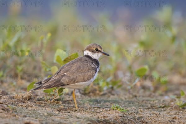 Little Ringed Plover (Charadrius dubius) juvenile, North Rhine-Westphalia, Germany