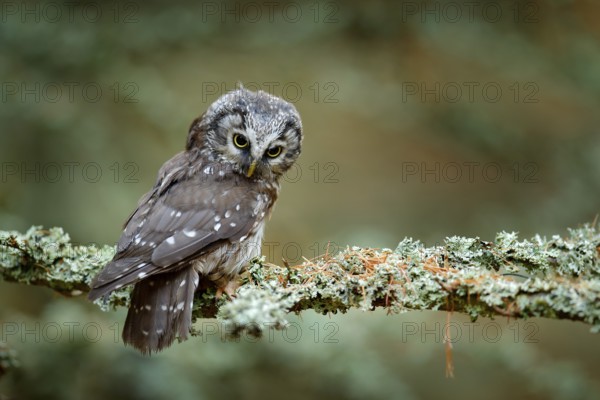 Owl hidden in the orange leaves. Bird with big yellow eyes. Autumn bird. Boreal owl in the orange leave autumn forest in central Europe. Detail portrait of bird in the nature habitat, Germany