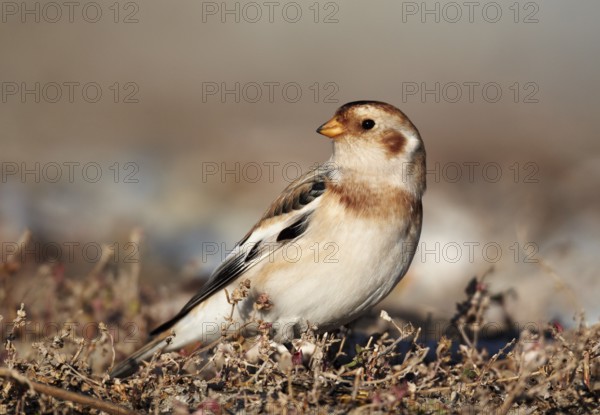 Snow Bunting (Plectrophenax nivalis), Schleswig-Holstein, Germany