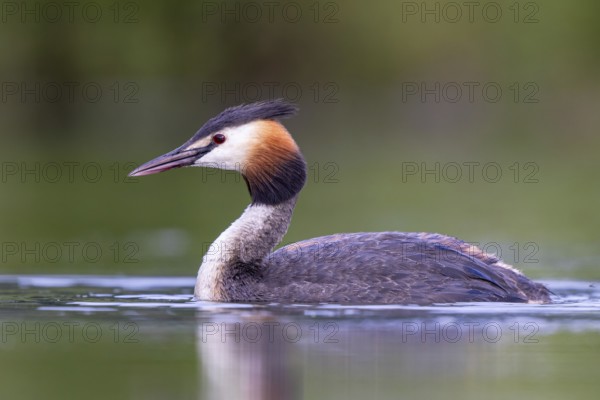 Great Crested Grebe (Podiceps cristatus), North Rhine-Westphalia, Germany