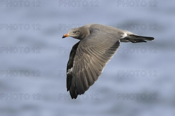 Heermann's Gull (Larus heermanni), British Columbia, Canada