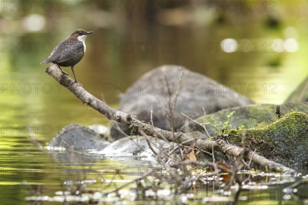 White-throated Dipper (Cinclus cinclus), on river, Galicia, Spain