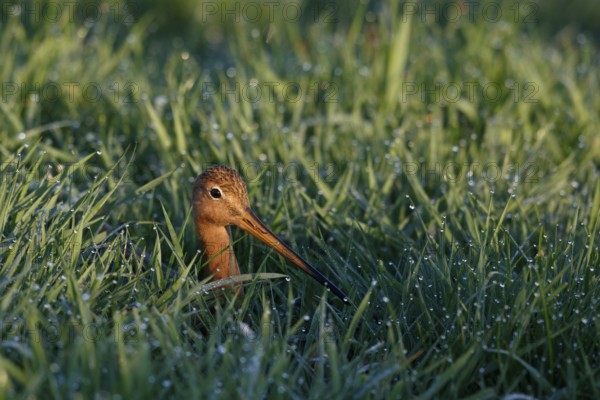 Black-tailed Godwit (Limosa limosa), Netherlands