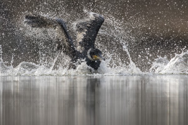 Great Cormorant (Phalacrocorax carbo) bathing, Baden-Wuerttemberg, Germany
