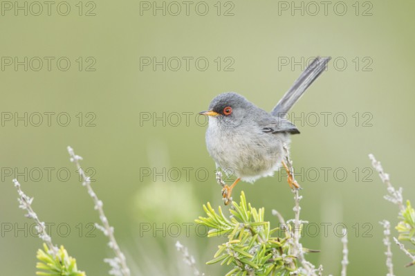 Balearic Warbler (Sylvia balearica) male, Mallorca, Spain