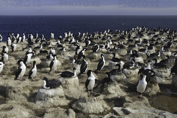 Imperial Shag (Leucocarbo atriceps), Falkland Islands