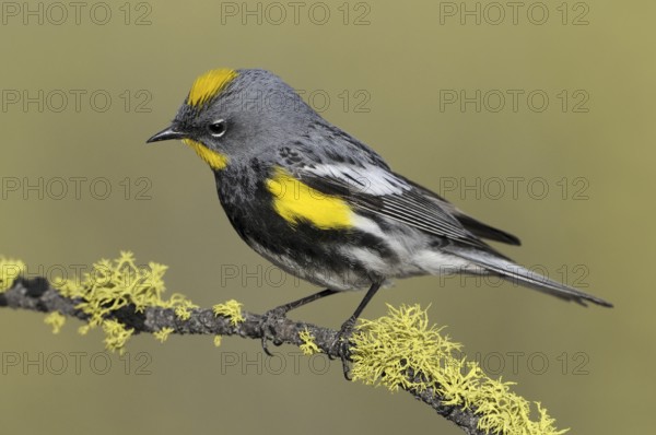 Audubon's Warbler (Setophaga auduboni), Oregon, USA