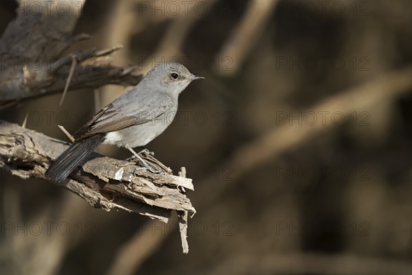 Blackstart (Oenanthe melanura), Oman